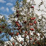 King Rot Apple निर्यात से उत्तराखंड के किसानों को मिली नई पहचान