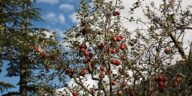 King Rot Apple निर्यात से उत्तराखंड के किसानों को मिली नई पहचान