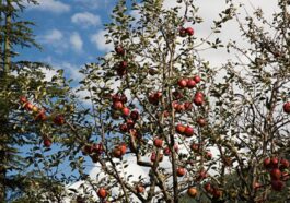 King Rot Apple निर्यात से उत्तराखंड के किसानों को मिली नई पहचान