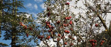 King Rot Apple निर्यात से उत्तराखंड के किसानों को मिली नई पहचान
