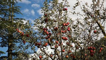 King Rot Apple निर्यात से उत्तराखंड के किसानों को मिली नई पहचान