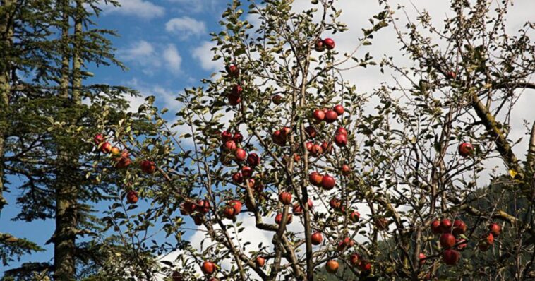 King Rot Apple निर्यात से उत्तराखंड के किसानों को मिली नई पहचान